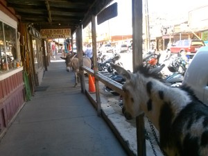 Oatman, AZ on the last day of the Laughlin River Run 2013