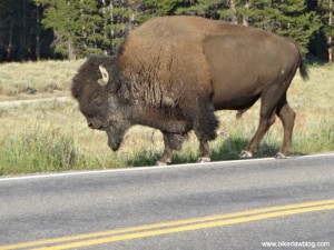 Another view of the buffalo that almost took me out, Yellowstone, 8-2013