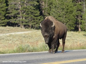 Buffalo blocking road in Yellowstone National Park