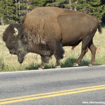 Encinitas motorcycle accident lawyer at yellowstone with a bison